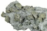Cluster of Pyrite Replaced Brachiopods and Bryozoa - Ohio #325691-1